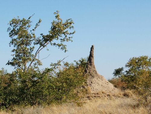 Giant Mound Termite photo 5