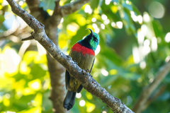 Forest Double-Collared Sunbird photo 3