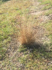 Poa glauca