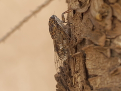 Cicada barbara