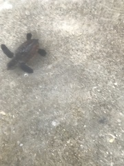 Caretta caretta