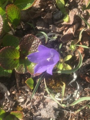Campanula lasiocarpa