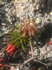 Rhododendron tomentosum