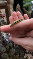 Pieris brassicae