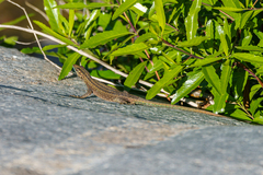 Platysaurus mitchelli