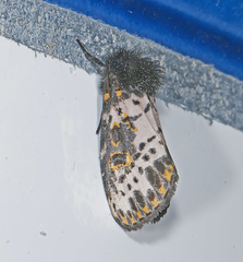 Xanthopastis regnatrix