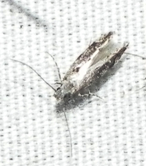 Blastodacna