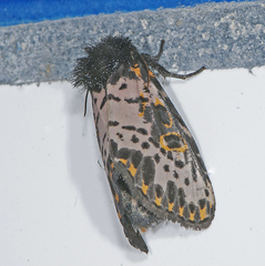 Xanthopastis regnatrix