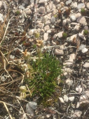 Cherleria arctica