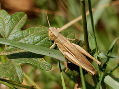 Euchorthippus elegantulus