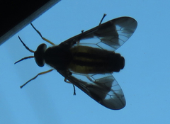Chrysops vittatus