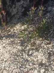 Anemonastrum sibiricum