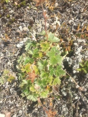 Potentilla subvahliana