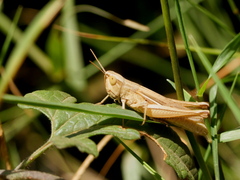 Euchorthippus elegantulus