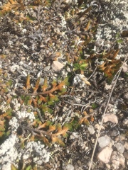 Selaginella sibirica