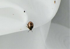 Holcostethus limbolarius