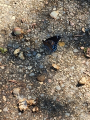 Limenitis arthemis