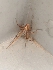 Neoscona oaxacensis