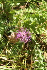 Centaurea nervosa