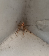 Neoscona oaxacensis