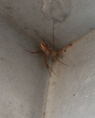 Neoscona oaxacensis