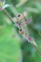 Silene dioica
