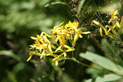 Senecio ovatus alpestris