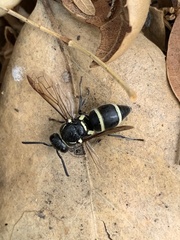 Pachodynerus californicus