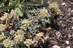 Alyssum montanum
