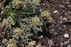 Alyssum montanum