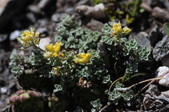 Alyssum montanum