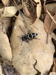 Pachodynerus californicus