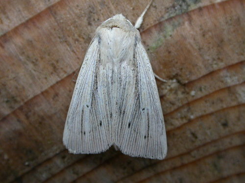 Southern Wainscot, photo 10 of 10