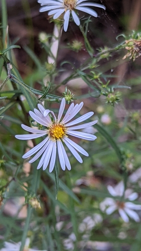 Image of Symphyotrichum welshii by (c) Darrin Gobble, some rights reserved (CC BY)