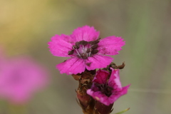 Microbotryum dianthorum