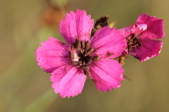 Microbotryum dianthorum