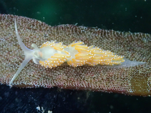 Crowned Aeolis