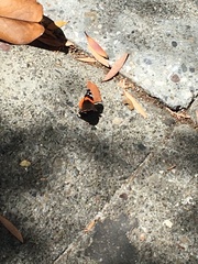 Vanessa atalanta