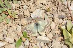 Colias cocandica