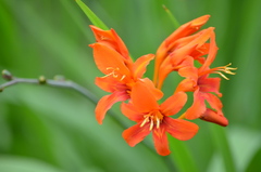 Crocosmia aurea