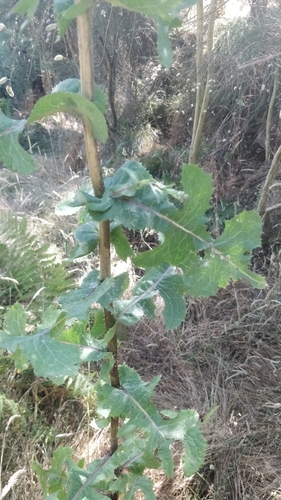 Lactuca serriola image