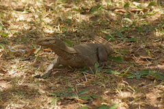 Varanus bengalensis