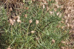 Plantago arenaria