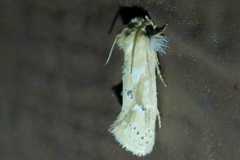 Acrolophus laticapitana