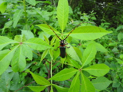Stenaspis verticalis verticalis