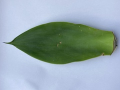 Agave rosalesii