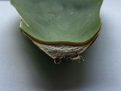 Agave rosalesii