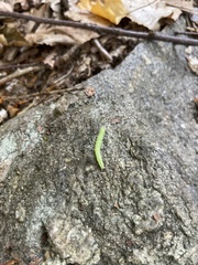 Peridea basitriens