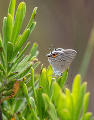 Strymon istapa modesta