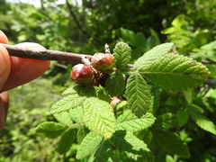 Bursera palmeri